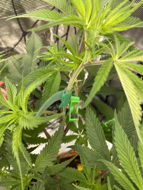 GorillaZ. Week 6 - 14.11