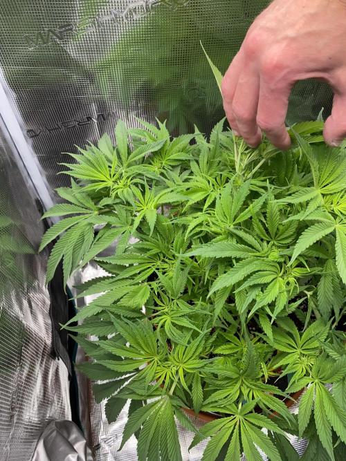 TropicanaCookieFast. Week 7 - 14.11