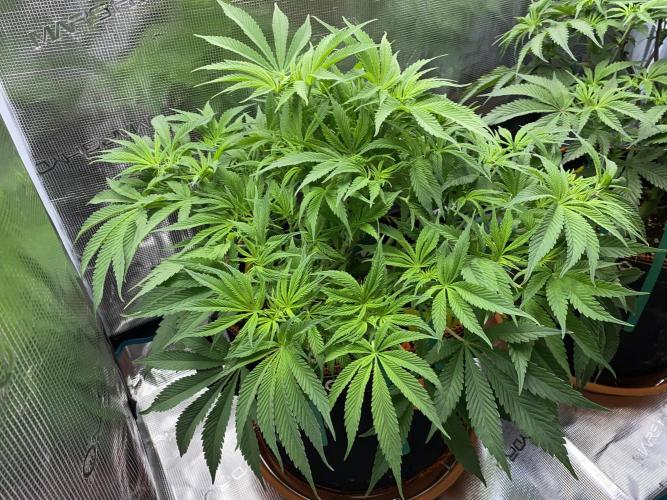 TropicanaCookieFast. Week 7 - 14.11