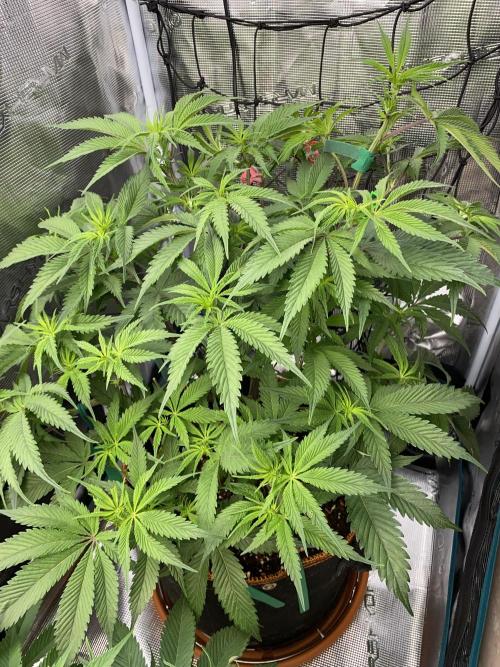 GorillaZ. Week 6 - 14.11