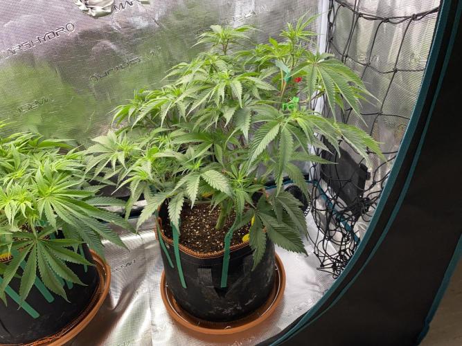 GorillaZ. Week 6 - 14.11