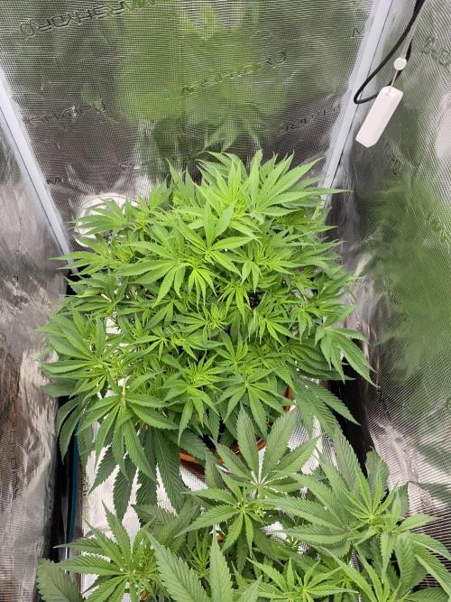 TropicanaCookieFast. Week 7 - 14.11