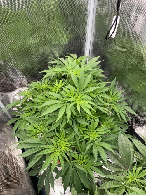 TropicanaCookieFast. Week 7 - 17.11