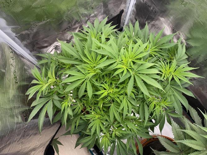 TropicanaCookieFast. Week 7 - 17.11