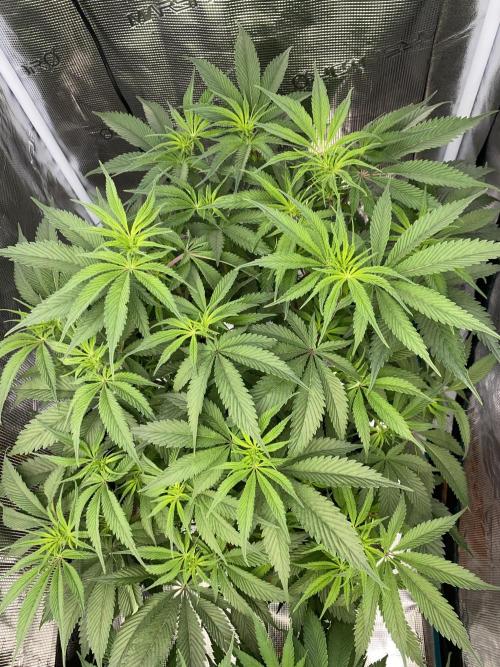 GorillaZ. Week 6 - 17.11