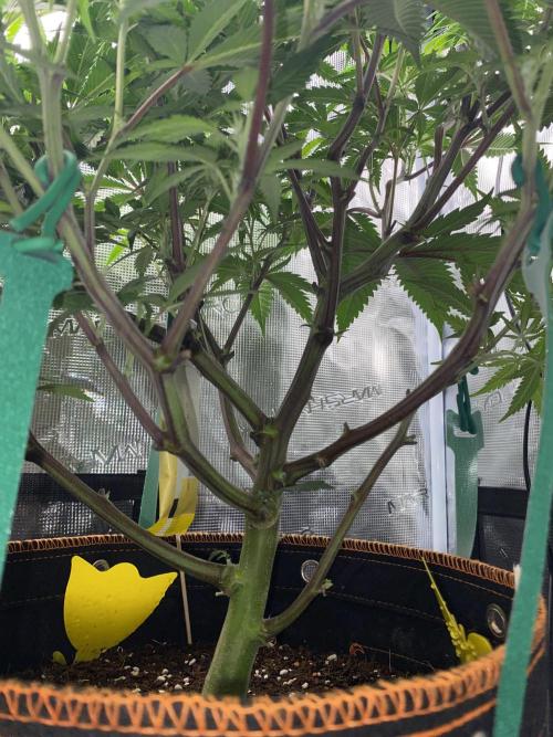 GorillaZ. Week 6 - 17.11