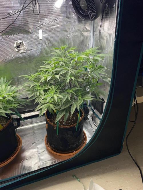 GorillaZ. Week 6 - 17.11