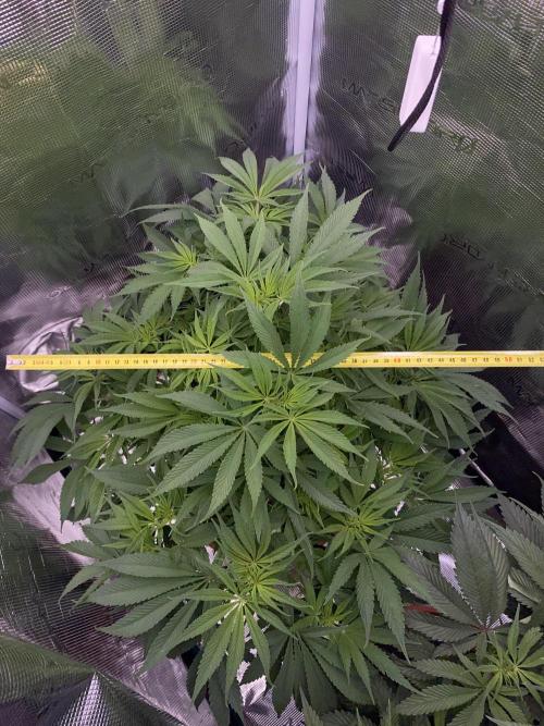 TropicanaCookieFast. Week 7 - 17.11