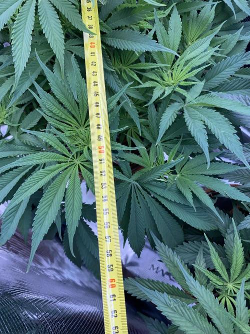 TropicanaCookieFast. Week 7 - 17.11