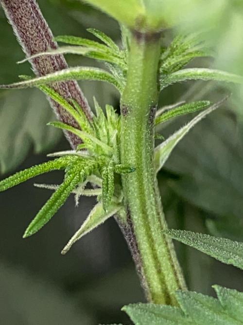 GorillaZ. Week 6 - 19.11