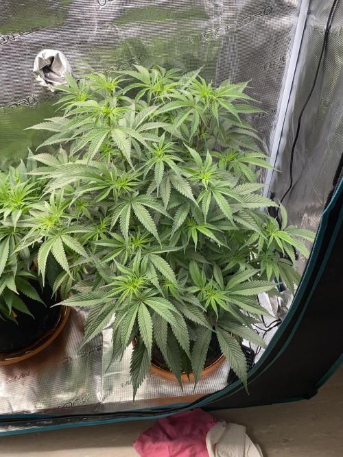 GorillaZ. Week 6 - 19.11