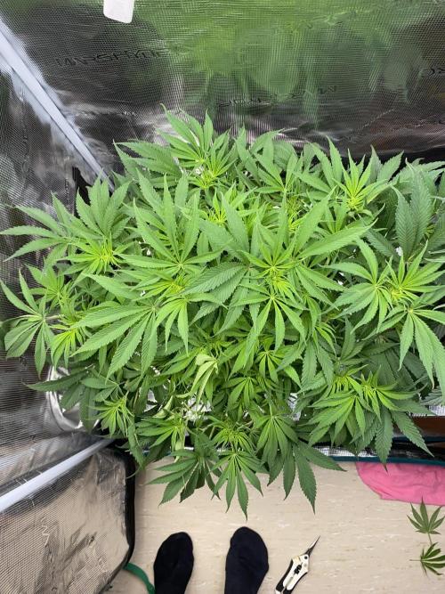 TropicanaCookieFast. Week 7 - 19.11