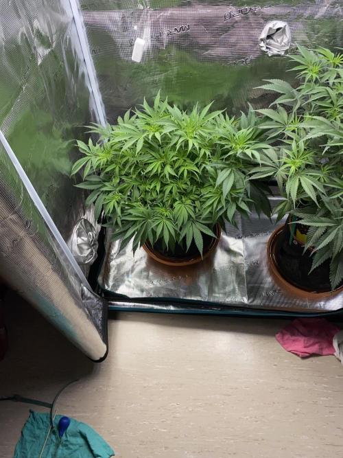 TropicanaCookieFast. Week 7 - 19.11