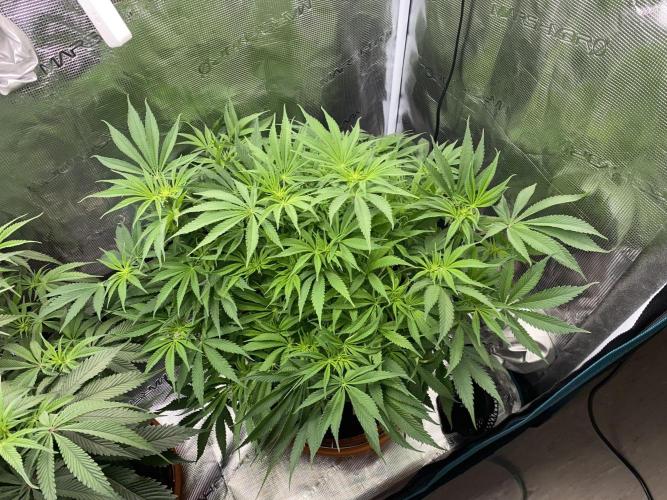 TropicanaCookieFast. Week 8 - 20.11