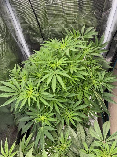 TropicanaCookieFast. Week 8 - 20.11