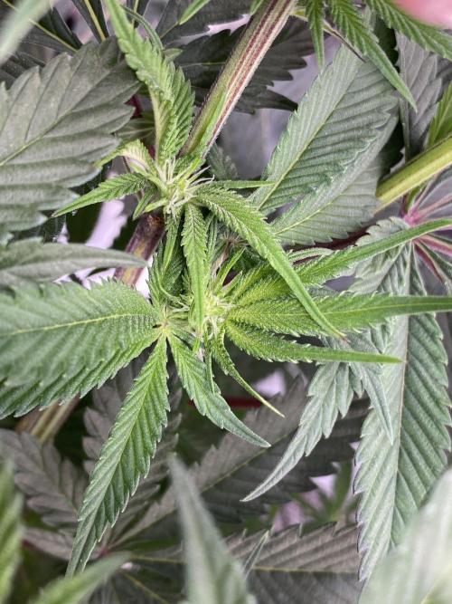 GorillaZ. Week 7 - 20.11