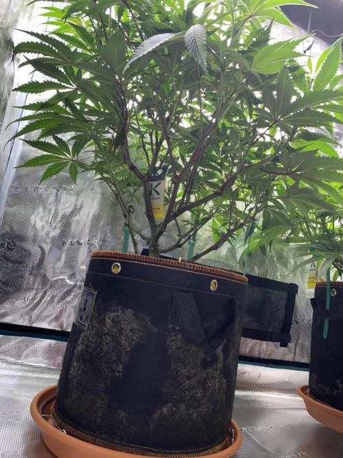 GorillaZ. Week 7 - 20.11