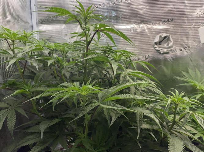 GorillaZ. Week 7 - 20.11