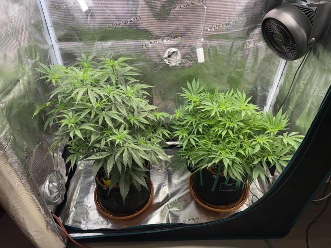 TropicanaCookieFast. Week 8 - 20.11