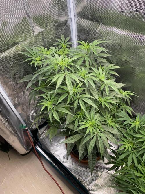 GorillaZ. Week 7 - 20.11