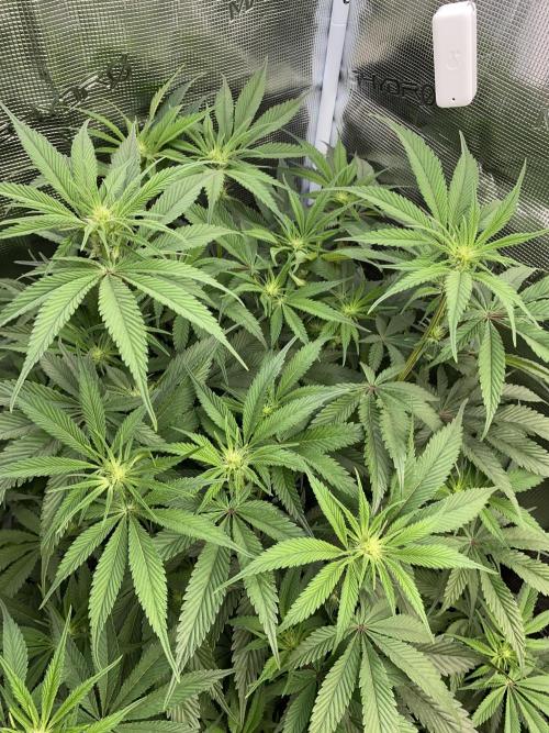 GorillaZ. Week 7 - 23.11