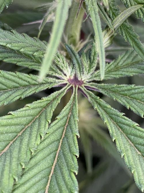 GorillaZ. Week 7 - 23.11