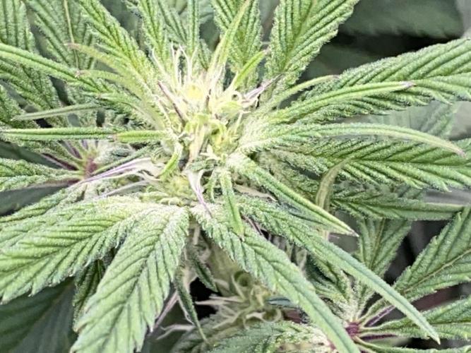 GorillaZ. Week 7 - 23.11