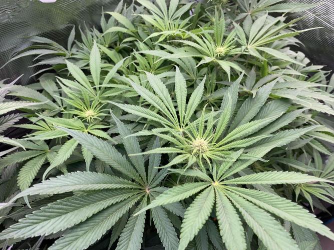 TropicanaCookieFast. Week 8 - 23.11