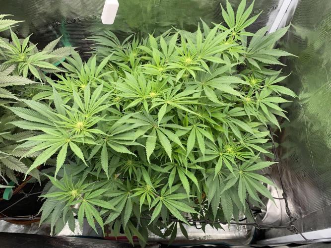 TropicanaCookieFast. Week 8 - 23.11