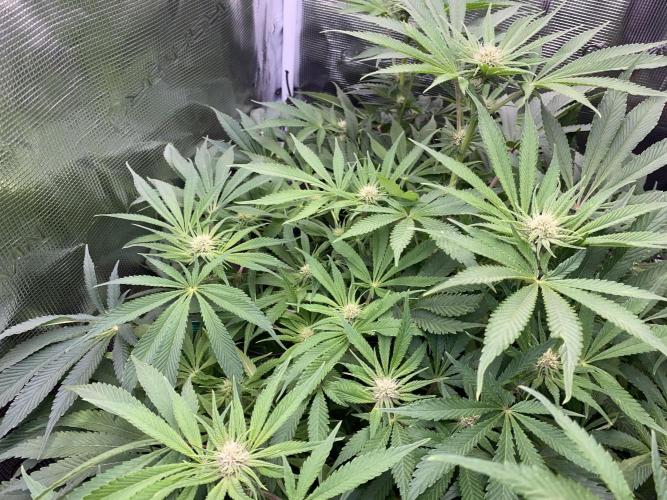 TropicanaCookieFast. Week 8 - 26.11