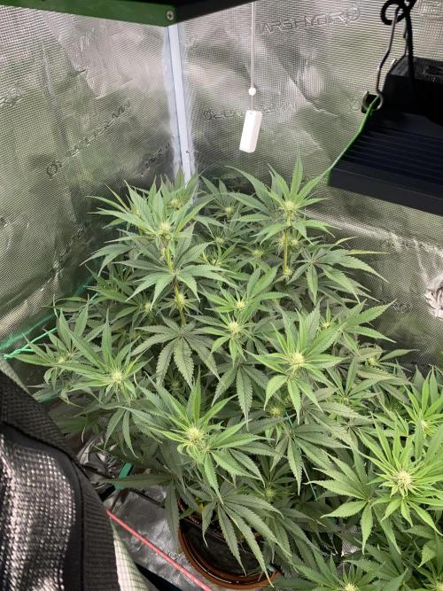 GorillaZ. Week 7 - 26.11