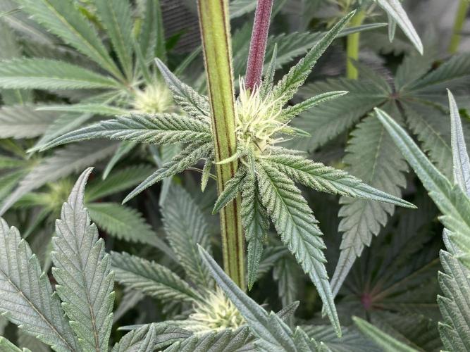 GorillaZ. Week 7 - 26.11