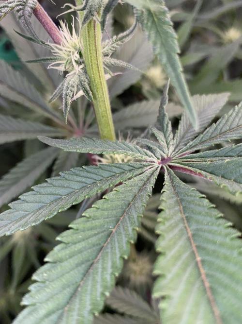 GorillaZ. Week 7 - 26.11