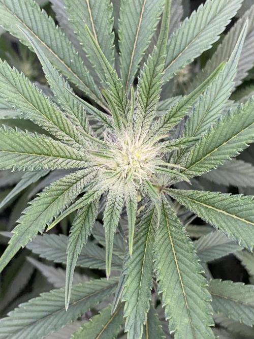 GorillaZ. Week 7 - 26.11