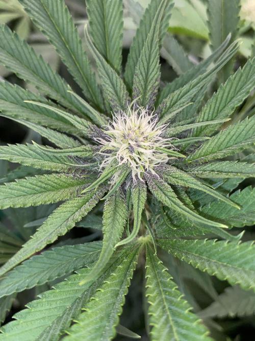 TropicanaCookieFast. Week 8 - 26.11