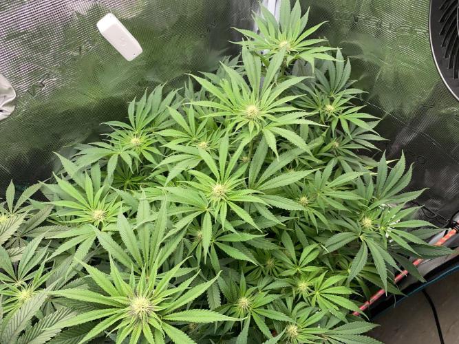 TropicanaCookieFast. Week 9 - 27.11