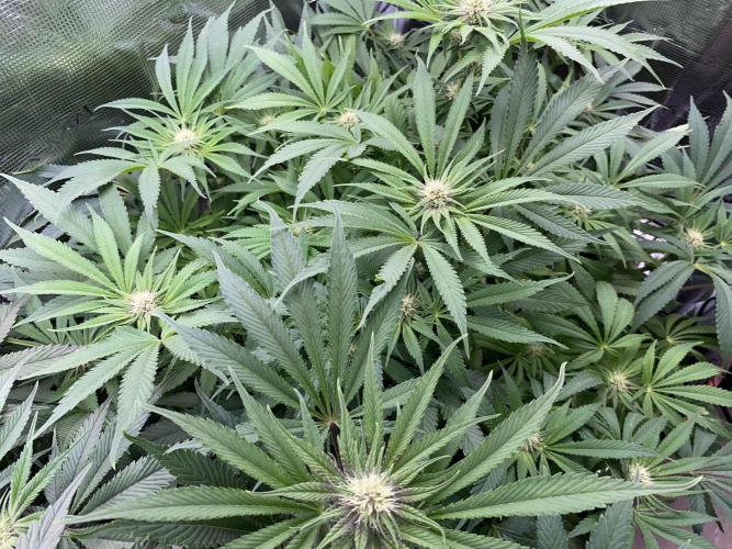 TropicanaCookieFast. Week 9 - 27.11