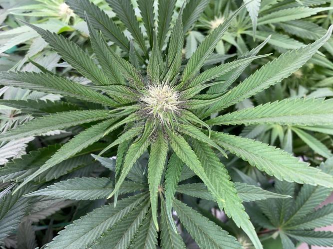 TropicanaCookieFast. Week 9 - 27.11