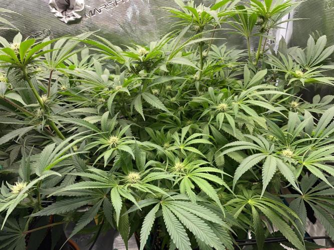 TropicanaCookieFast. Week 9 - 27.11