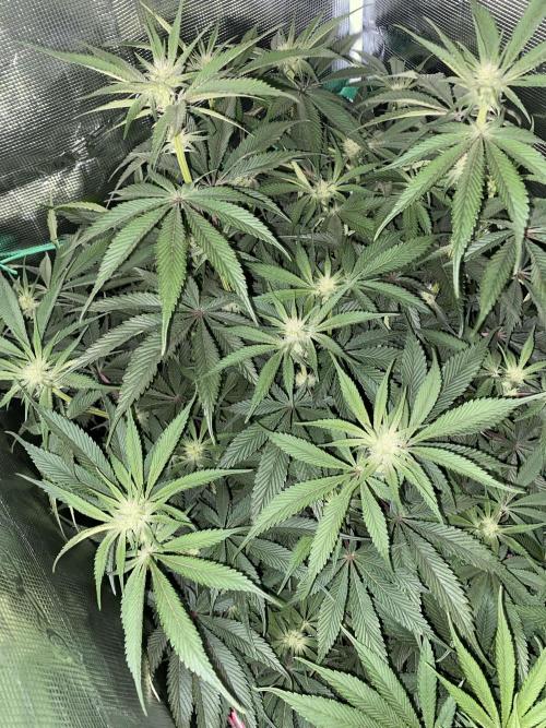 GorillaZ. Week 8 - 27.11