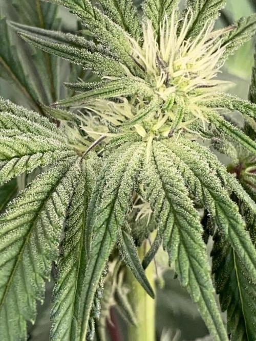 GorillaZ. Week 8 - 27.11