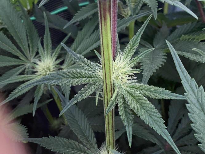 GorillaZ. Week 8 - 27.11