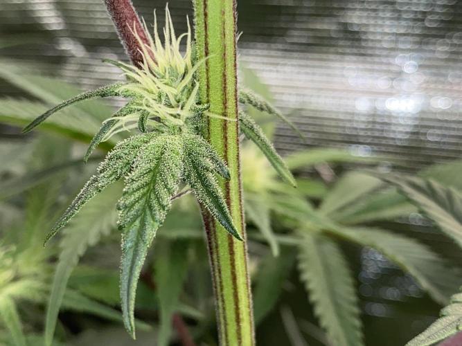 GorillaZ. Week 8 - 27.11