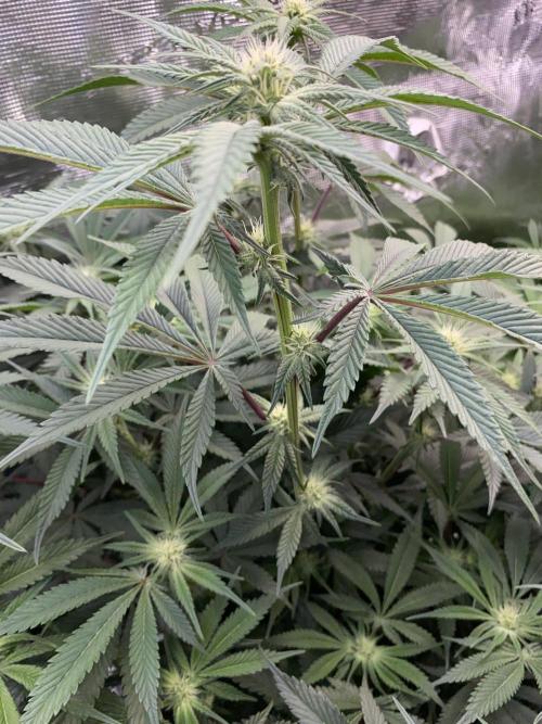 GorillaZ. Week 8 - 27.11