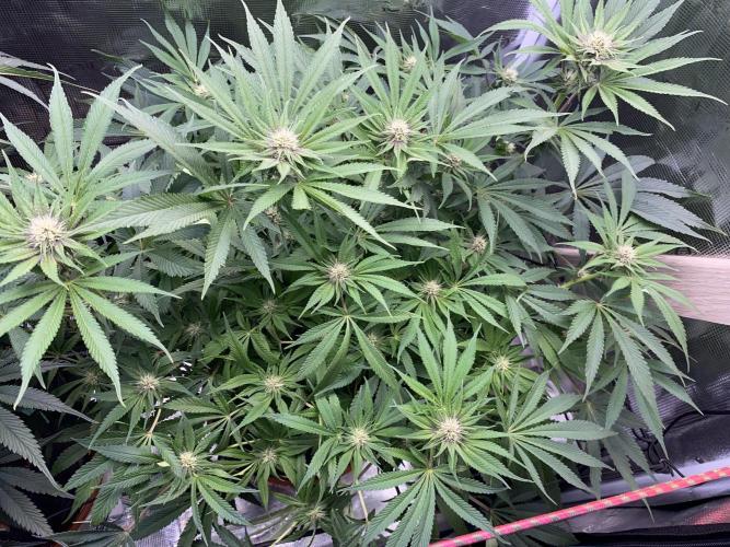 TropicanaCookieFast. Week 9 - 28.11