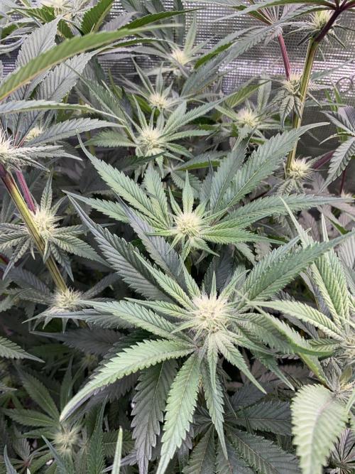 GorillaZ. Week 8 - 28.11