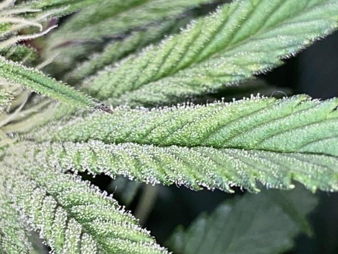 GorillaZ. Week 8 - 28.11