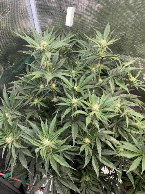 GorillaZ. Week 8 - 28.11