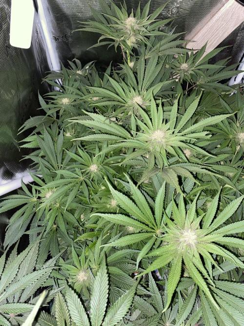 TropicanaCookieFast. Week 9 - 30.11