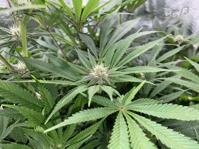 TropicanaCookieFast. Week 9 - 30.11